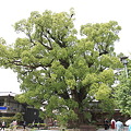 Photos: 100521-74大樟(楠）の木