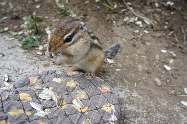 頬袋が可愛いシマリス 写真共有サイト フォト蔵