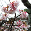 Photos: 元日桜
