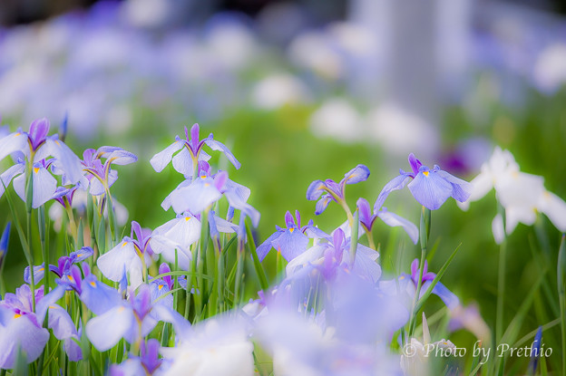 宮地嶽神社 菖蒲まつり１０ 写真共有サイト フォト蔵