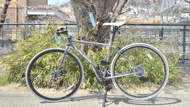 桜並木のもとで…。