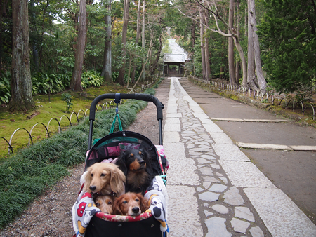 鎌倉寿福寺の石畳