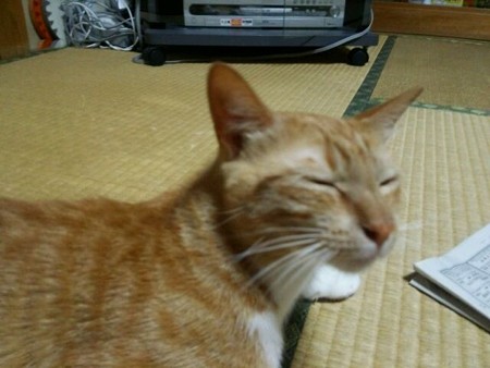 チグラーシャ0822
