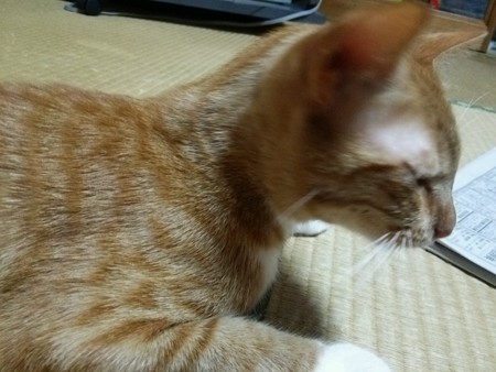 チグラーシャ0822