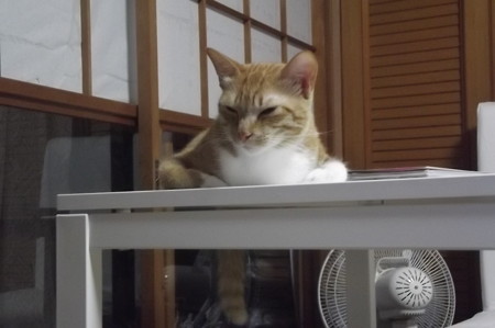 チグラーシャ0827