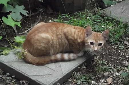 ミニチグ0831