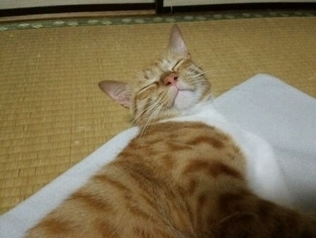 チグラーシャ0910