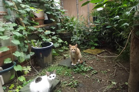ミニチグ&黒ブチ0922