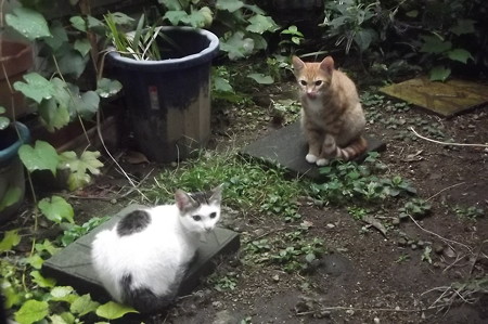 ミニチグ&黒ブチ0922