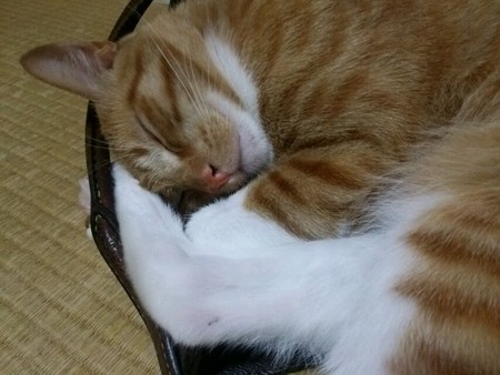 チグラーシャ0924