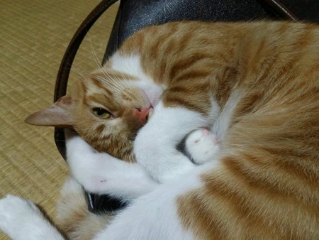 チグラーシャ0925