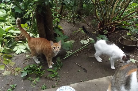 ミニチグ、黒ブチ0928