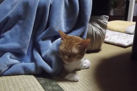 チグラーシャ1031