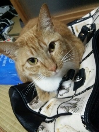 チグラーシャ1217