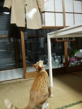 チグラーシャ1219