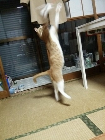チグラーシャ1219