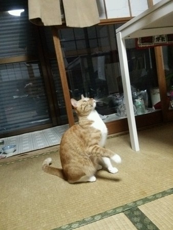 チグラーシャ1219