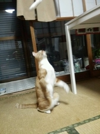 チグラーシャ1219