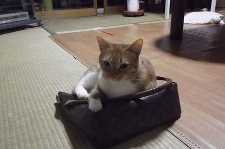 チグラーシャ0222