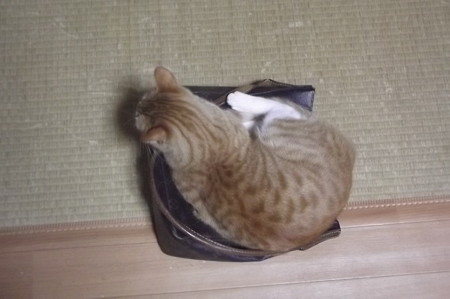 チグラーシャ0222
