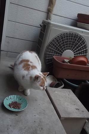 茶ブチ0227