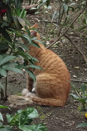 ミニチグ0308