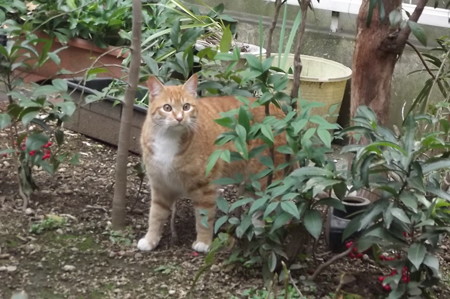 ミニチグ0309