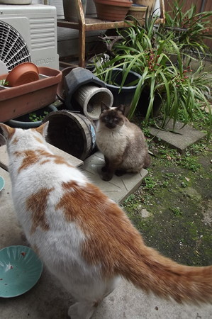 茶ブチ、シャム風ネコ0322