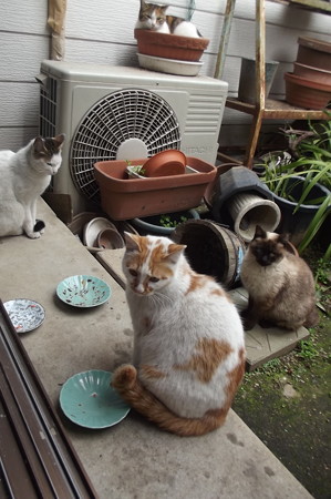 茶ブチ、黒ブチ、シャム風ネコ0322