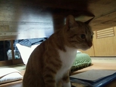 チグラーシャ0401