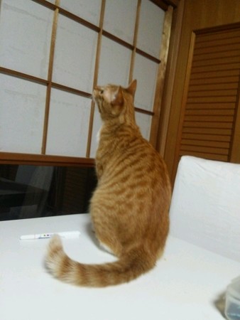 チグラーシャ0402
