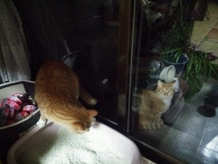 チグ&ミニチグ0407