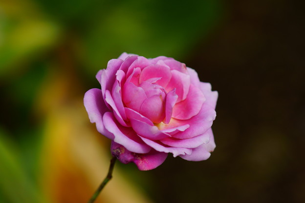 DSC06280