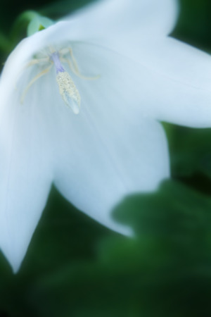 優しく咲く花