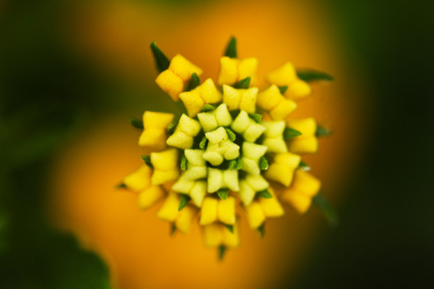 花火