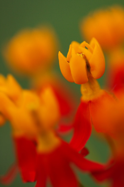守られる花