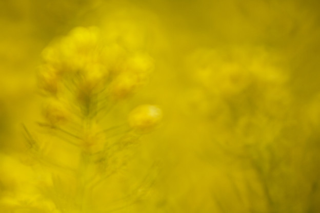 もやもや菜の花