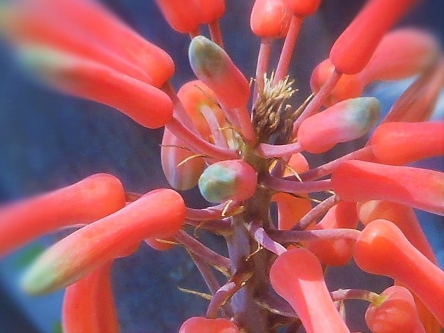 アロエの花 つぼみ 写真共有サイト フォト蔵