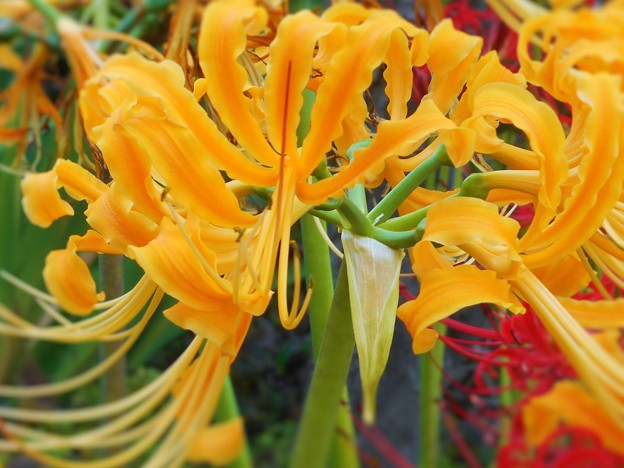 オレンジ色に咲く  曼珠沙華（彼岸花）～天上の花～