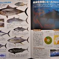Photos: 絶滅危惧種になったクロマグロ～魚図鑑より～
