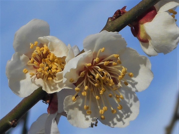 瑠璃山の白梅の花