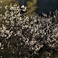 Photos: 見頃を迎えた瑠璃山の梅林