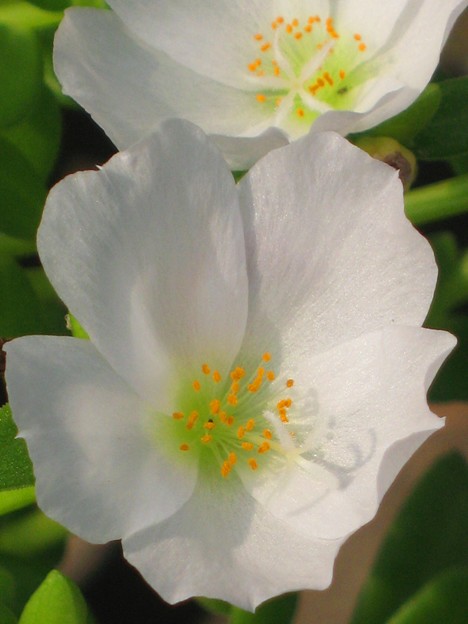 多肉植物に 白い花咲く 写真共有サイト フォト蔵