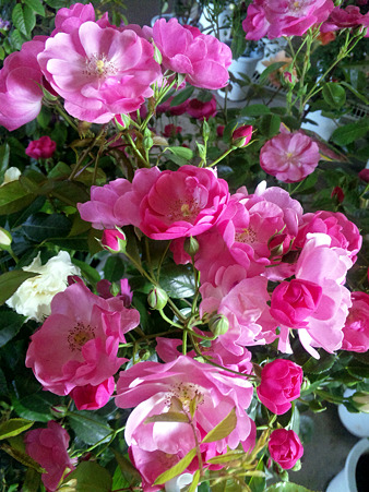 DVC00008_edited