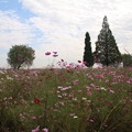 秋桜_公園 D9886