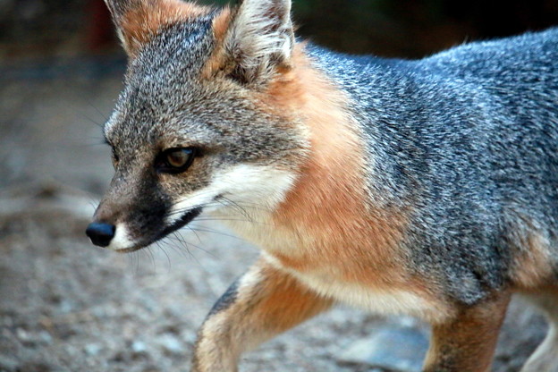 Gray Fox (3)