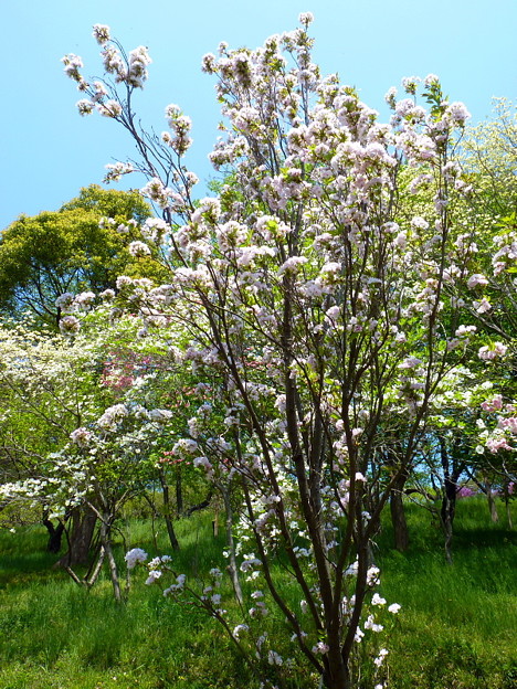 桜 天の川 0 写真共有サイト フォト蔵