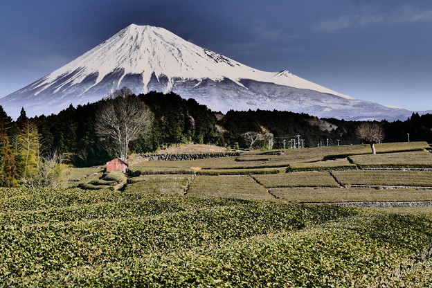 茶畑と富士山