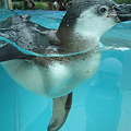 Photos: フンボルトペンギン (5)