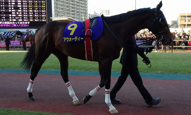 Photos: ｱｳｫｰﾃﾞｨｰ(10回川崎4日 11R 農林水産大臣賞典 第16回 JBCｸﾗｼｯｸ(GI)出走馬)